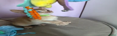 Abyssinian Kitten 1