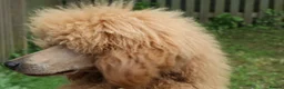 Standard Poodle dogs for sale: KC Standard Poodle Puppies - Advert 18