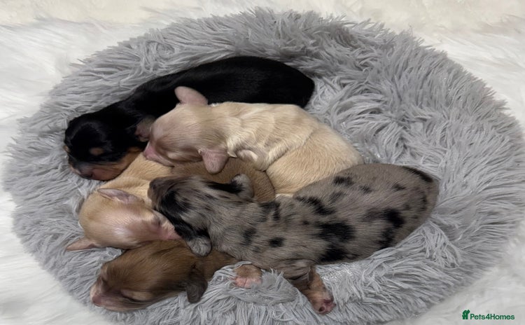 Miniature Dachshund dogs - Advert 2