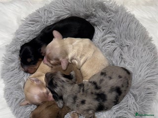 Miniature Dachshund dogs - Advert 6