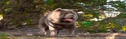 Chow Chow dogs for stud: BEAR the only solid lilac smooth boy in the UK - Advert 1