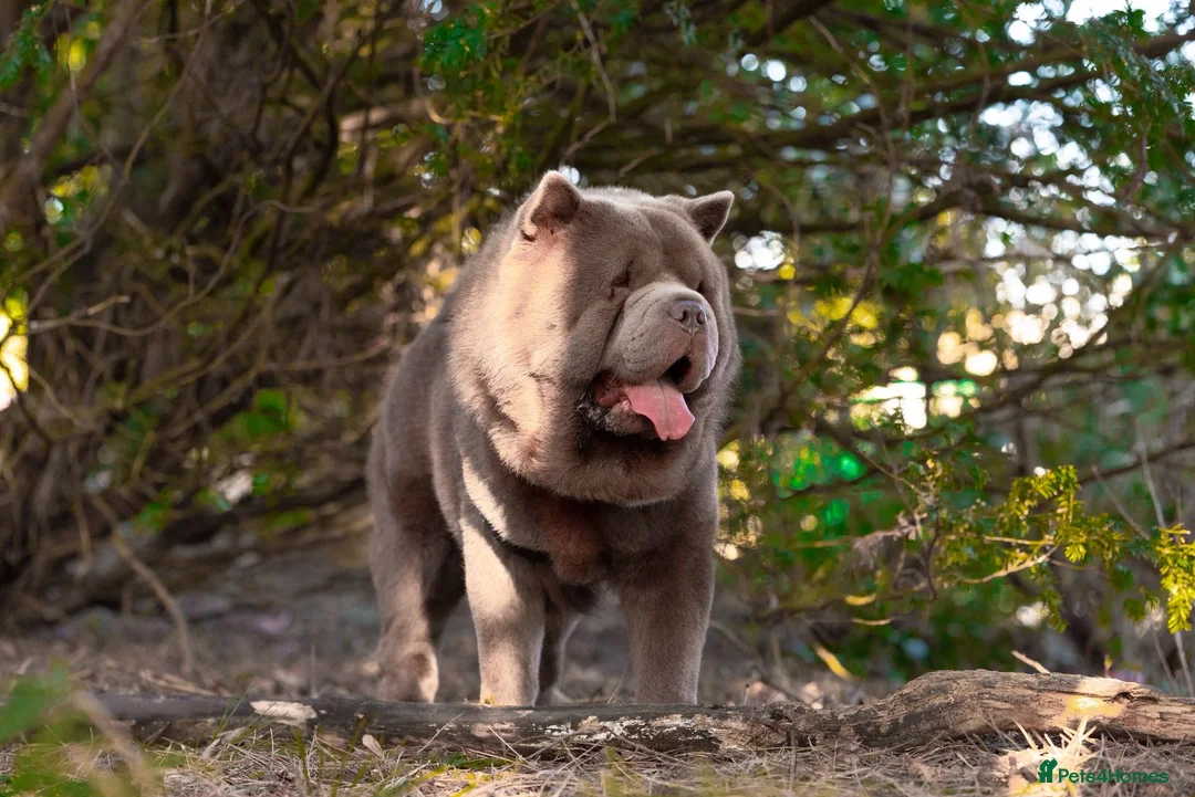 Chow Chow dogs for stud: BEAR the only solid lilac smooth boy in the UK - Advert 1