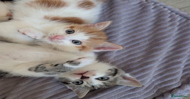 Siberian cats - Advert 7