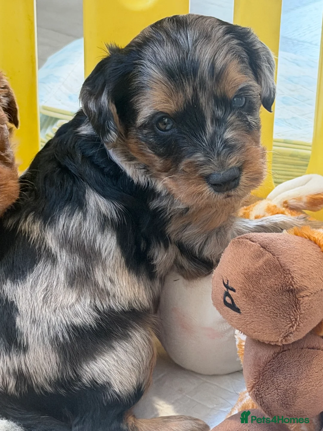 Mini Goldendoodle dogs for sale: Extensively health tested F1 goldendoodle puppies  - Advert 29