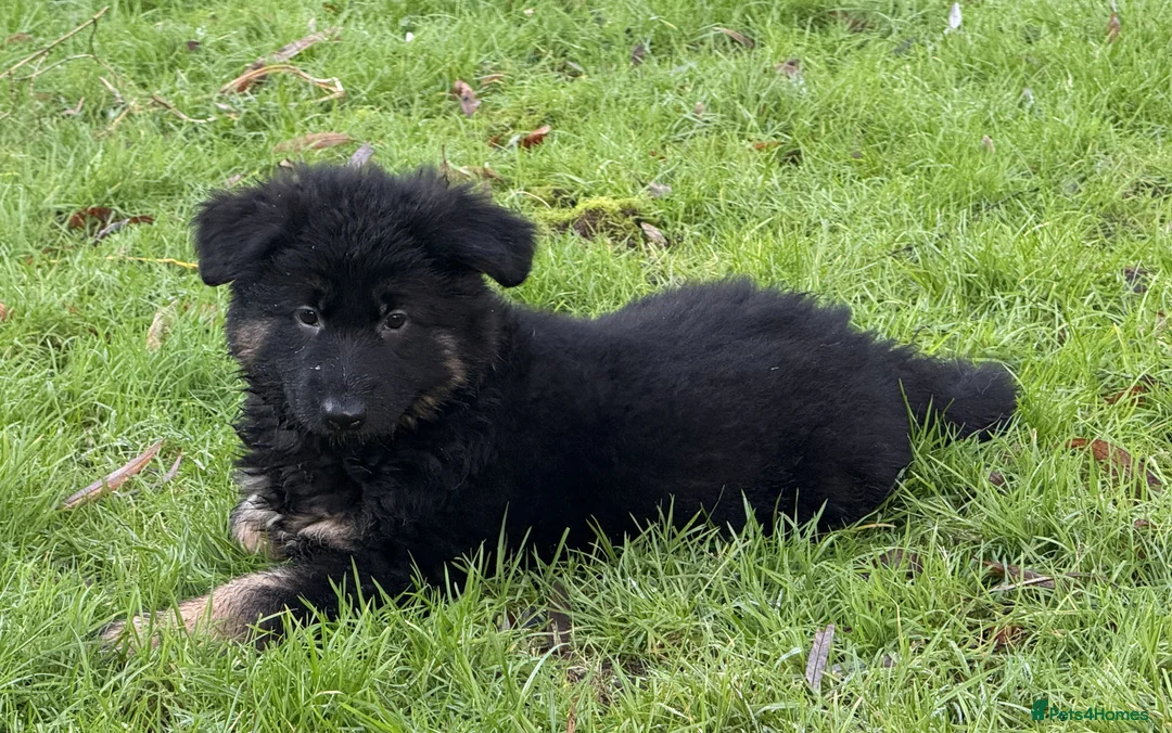 German Shepherd dogs for sale: Long coat GSD Pups With Health tested Parents - Advert 15