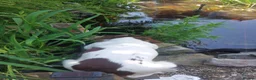 English Springer Spaniel dogs for sale: English springer spaniels in Bargoed - Advert 13