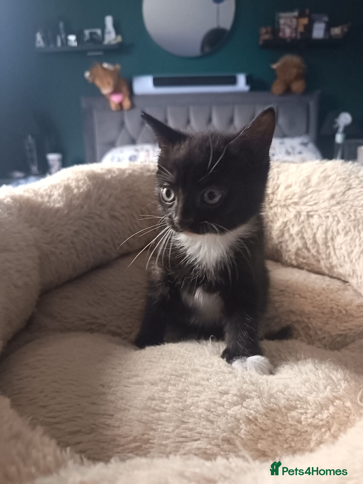 Mixed Breed cats 3 beautiful kittens ready for new homes 🏠 - Advert 9
