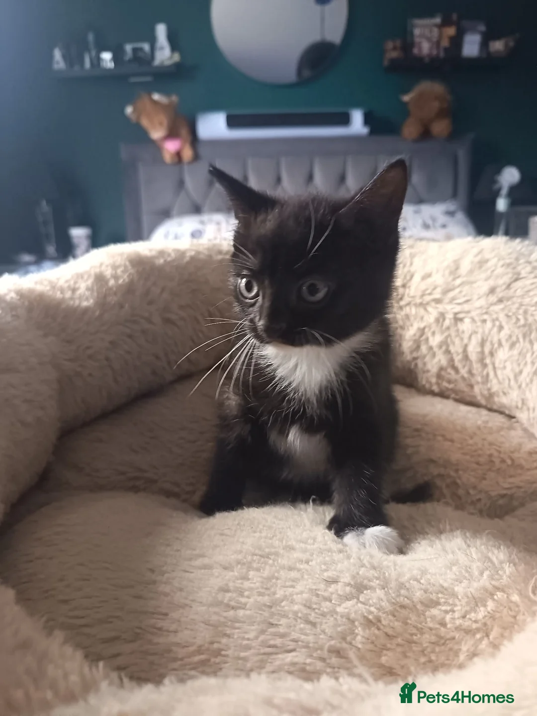 Mixed Breed cats for sale: 3 beautiful kittens ready for new homes 🏠 - Advert 1