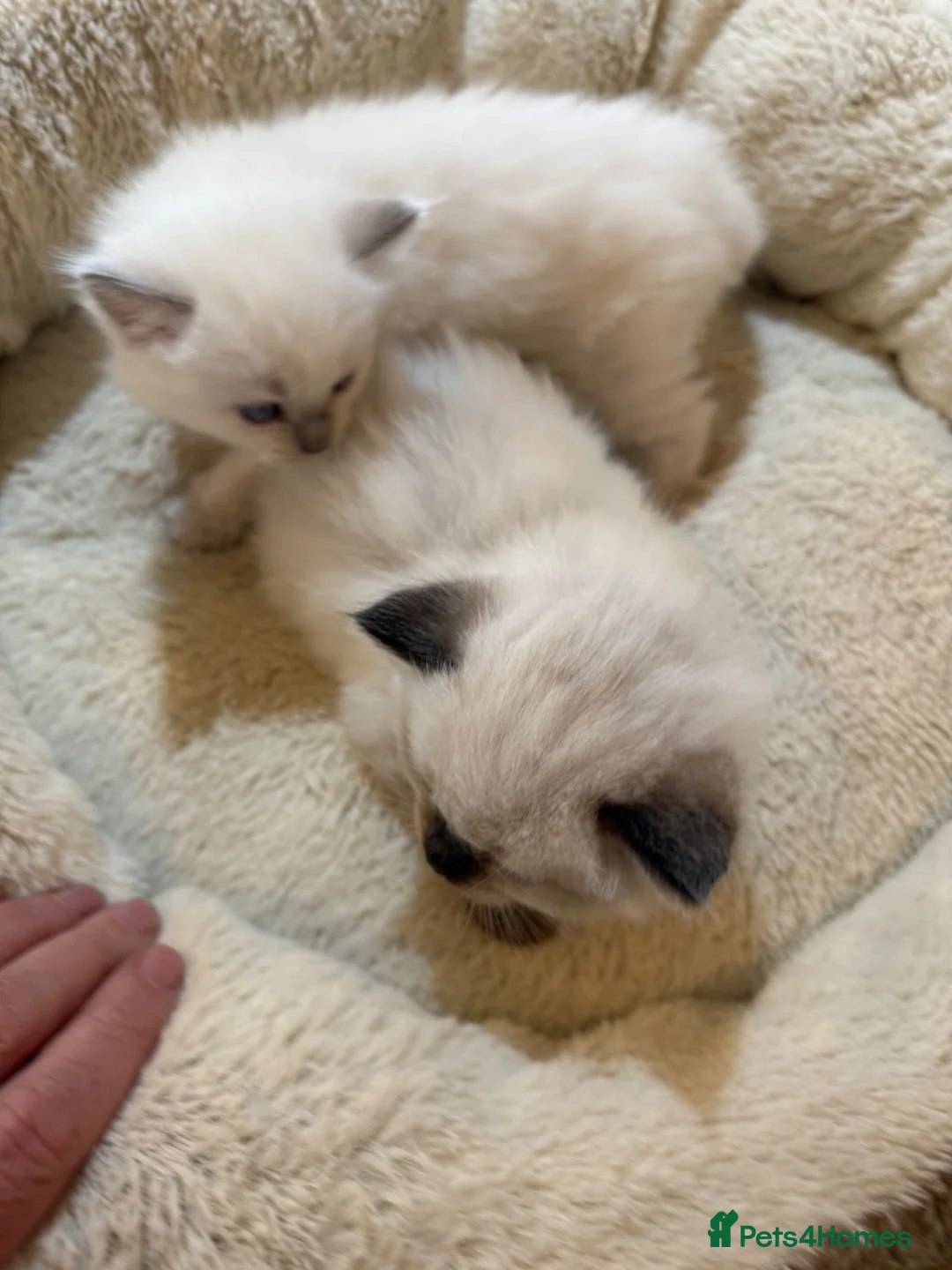 Ragdoll cats for sale: Adorable Ragdol kittens - Advert 8