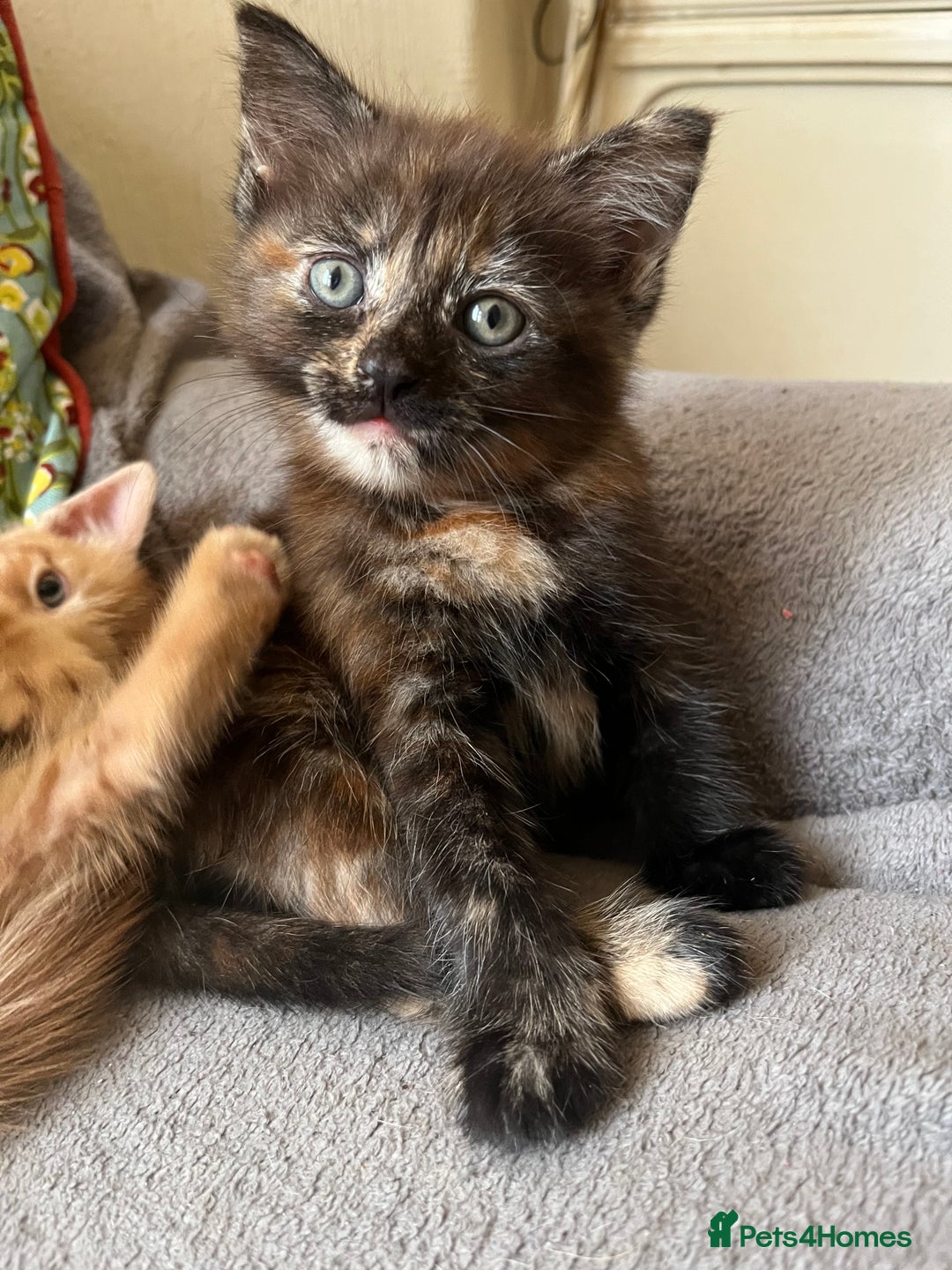 Domestic Shorthair cats for sale: Shorthair Kittens - Image 15