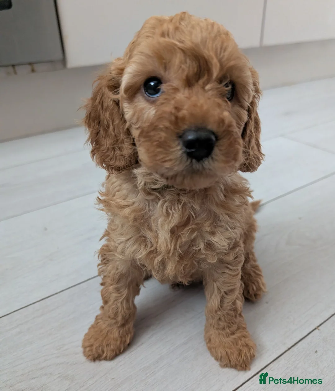Cockapoo dogs for sale: Toy cockapoo. A little boy left. Ready 6th Aug - Advert 2