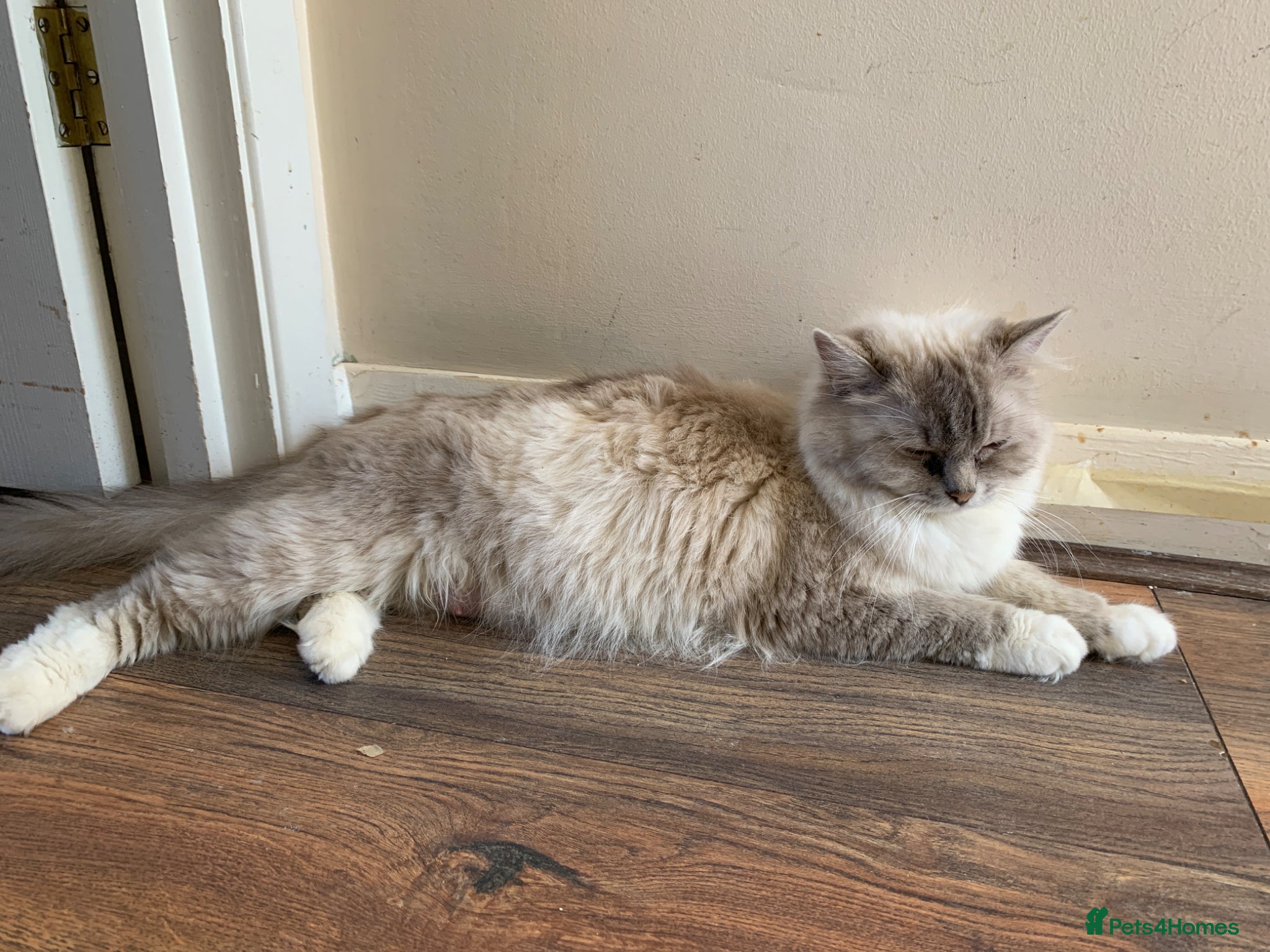 Ragdoll cats Adorable Pedigree Ragdoll Kittens  - Advert 1