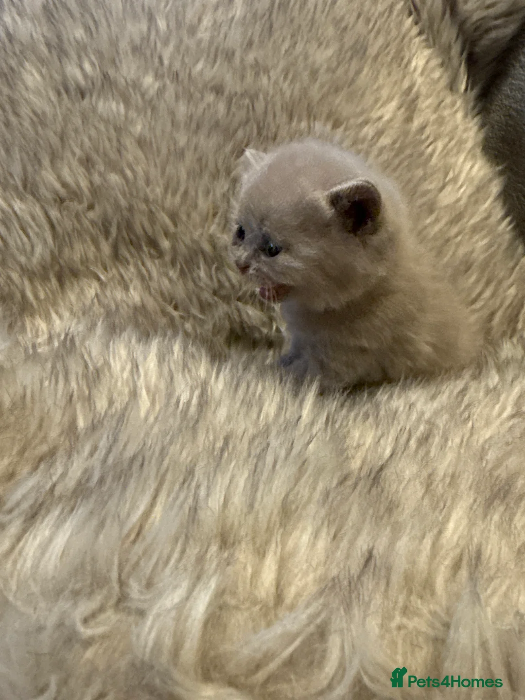 British Shorthair cats for sale: Supreme Champion Line British Shorthair Kittens - Advert 2