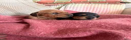 Miniature Dachshund dogs for sale: CHAMPION LINE KC REG & PRA CLEAR MINIS LOW COI - Advert 23