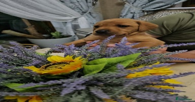 Labrador Retriever dogs - Advert 6