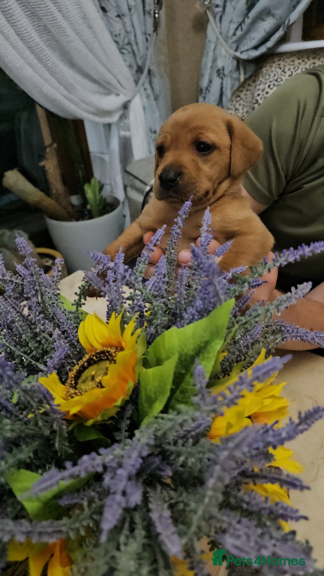 Labrador Retriever dogs for sale: Red Fox Labrador . Ready to Leave 😘 - Image 2