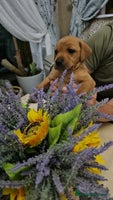 Labrador Retriever dogs - Advert 13