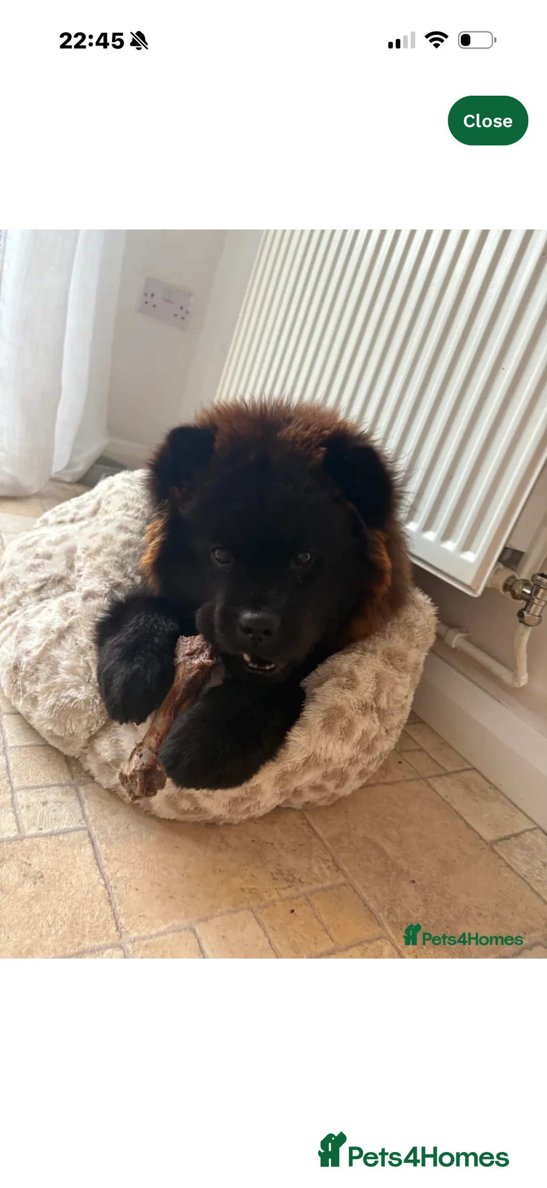 Chow Chow dogs for sale: Female Chow chow - Advert 2