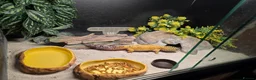 Leopard Gecko reptiles for sale: Leopard gecko male  in Tonbridge - Advert 7
