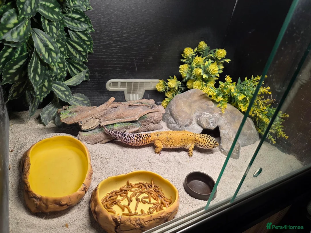 Leopard Gecko reptiles for sale: Leopard gecko male  in Tonbridge - Advert 7