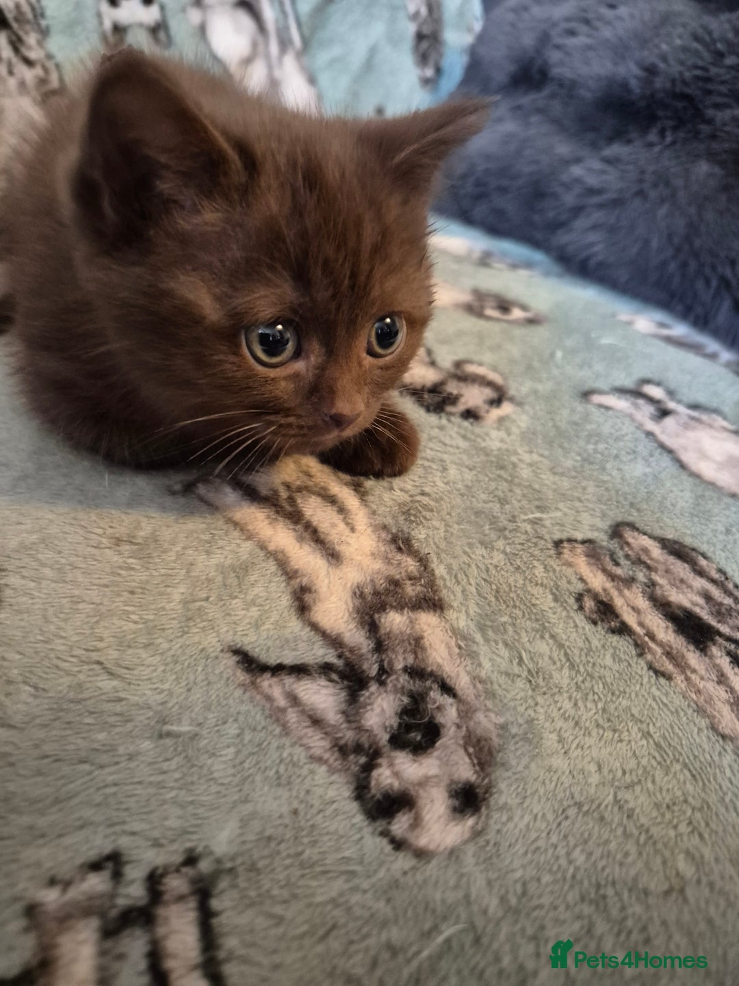 Selkirk Rex cats for sale: Pedigree selkirk rex girls non curly - Advert 7