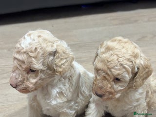 Poochon dogs - Advert 5