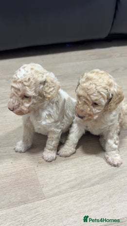 Poochon dogs - Advert 1