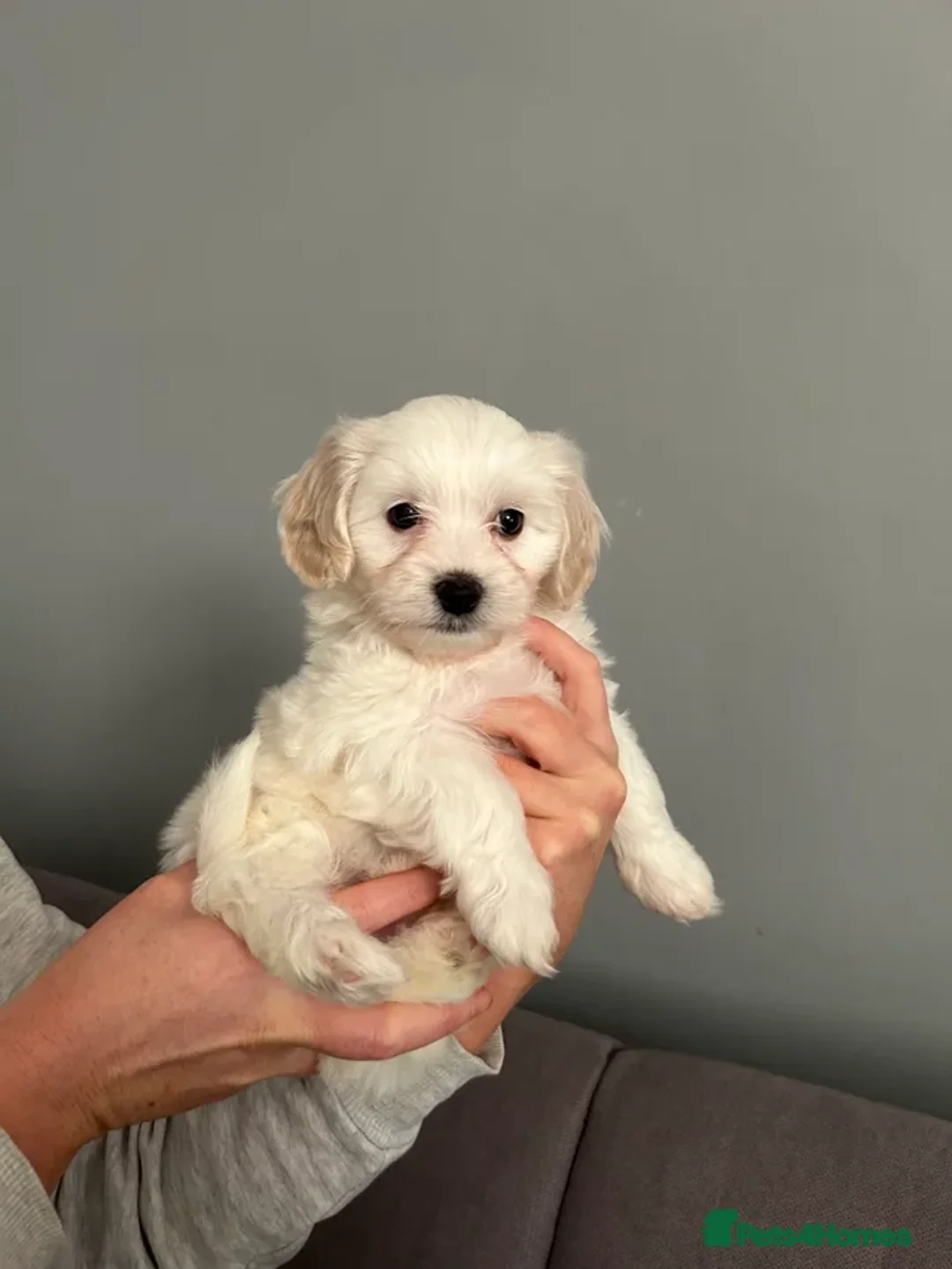 Mixed Breed dogs for sale: 🩷 ONE Beautiful Malitchon Babygirl 🩷 - Advert 3