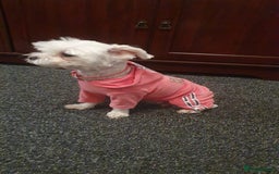 Bichon Frise dogs for sale: Small in weight and hight ,beautiful Toto is ready - Image 4