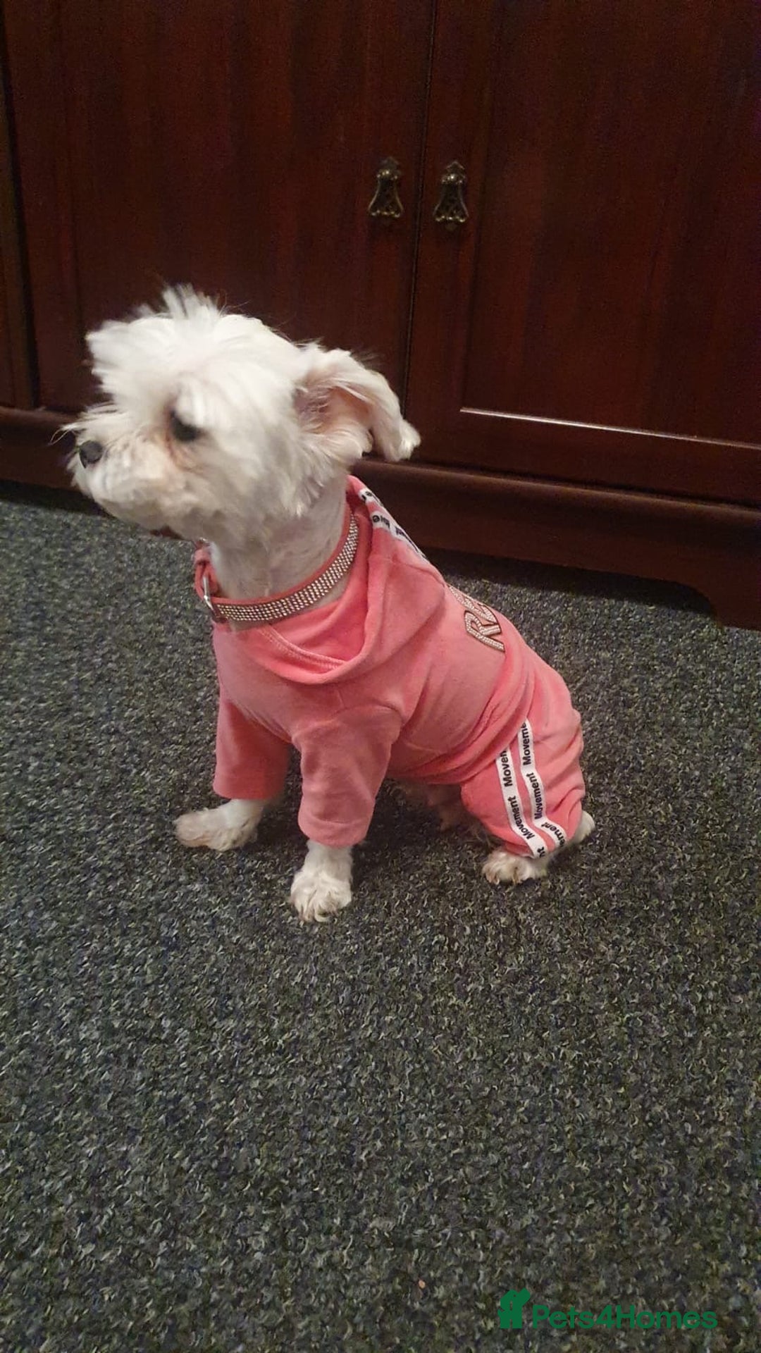 Bichon Frise dogs for sale: Small in weight and hight ,beautiful Toto is ready - Image 4