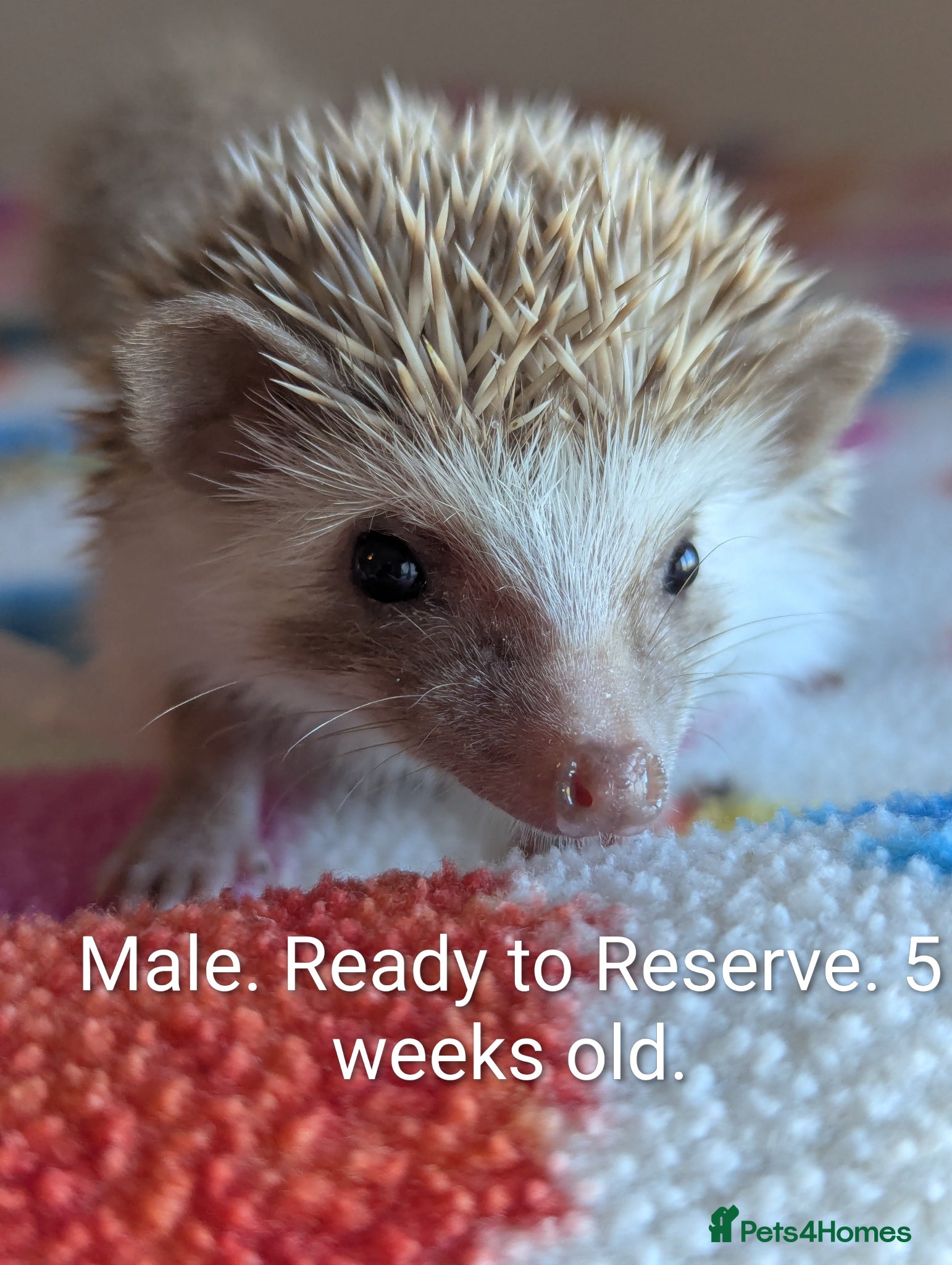 Pygmy Hedgehog rodents Gorgeous Hoglets Ready to Reserve Now - Advert 1