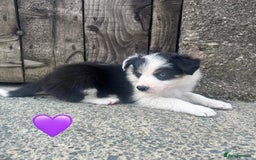 Border Collie dogs for sale: Border Collie Puppies  - Image 5