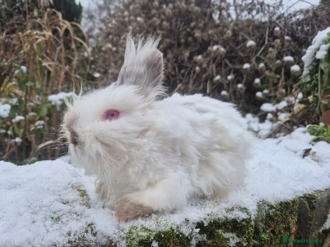 Angora rabbits for sale: 💙Teddydwerg boy- READY NOW 🥰  - Advert 4