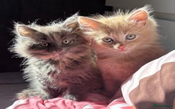 Norwegian Forest Cat cats for sale: Norwegian Forest Cat X Scottish Straight Kittens - Image 13