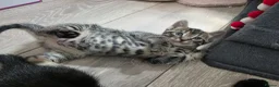 Mixed Breed cats for sale: 3 stunning boy kittens  - Advert 34