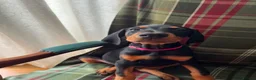 Dobermann dogs for sale: Just 1 beautiful, healthy girl left! - Advert 1