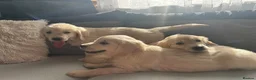 Golden Retriever dogs for sale: Golden Retriever Puppy’s  in Knottingley - Advert 5