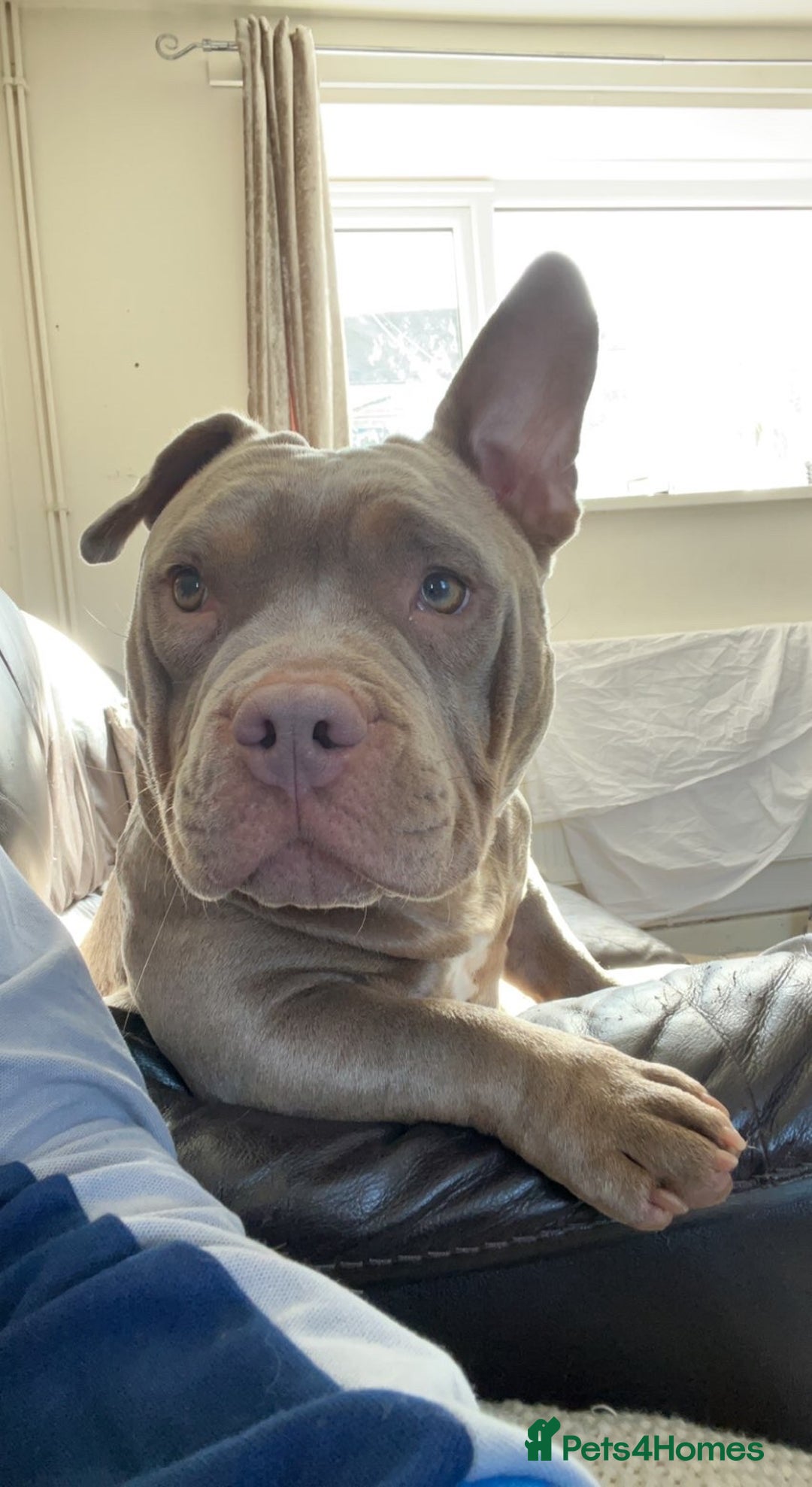 American Bully dogs for sale: Female Micro Bully.  - Image 3