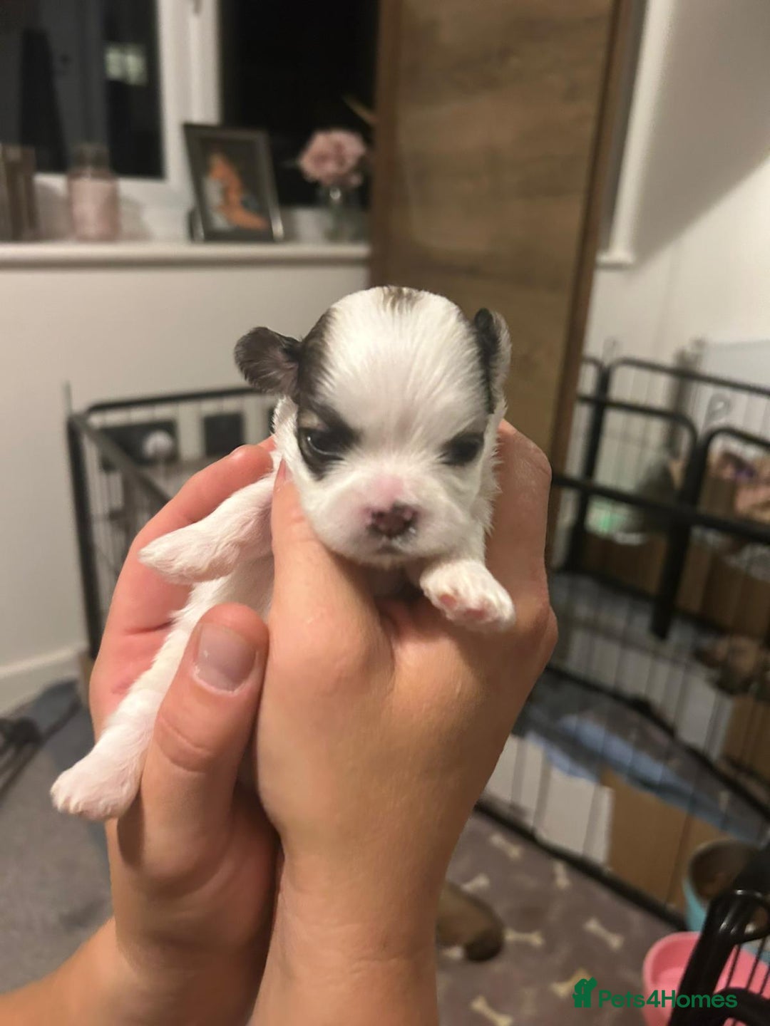 Lhasa Apso dogs for sale: 6 beautiful Lhasa apsos  - Image 5