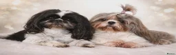 Shih Tzu dogs for sale: Beautiful Shih Tzu Puppies – Raised With Love - Advert 20