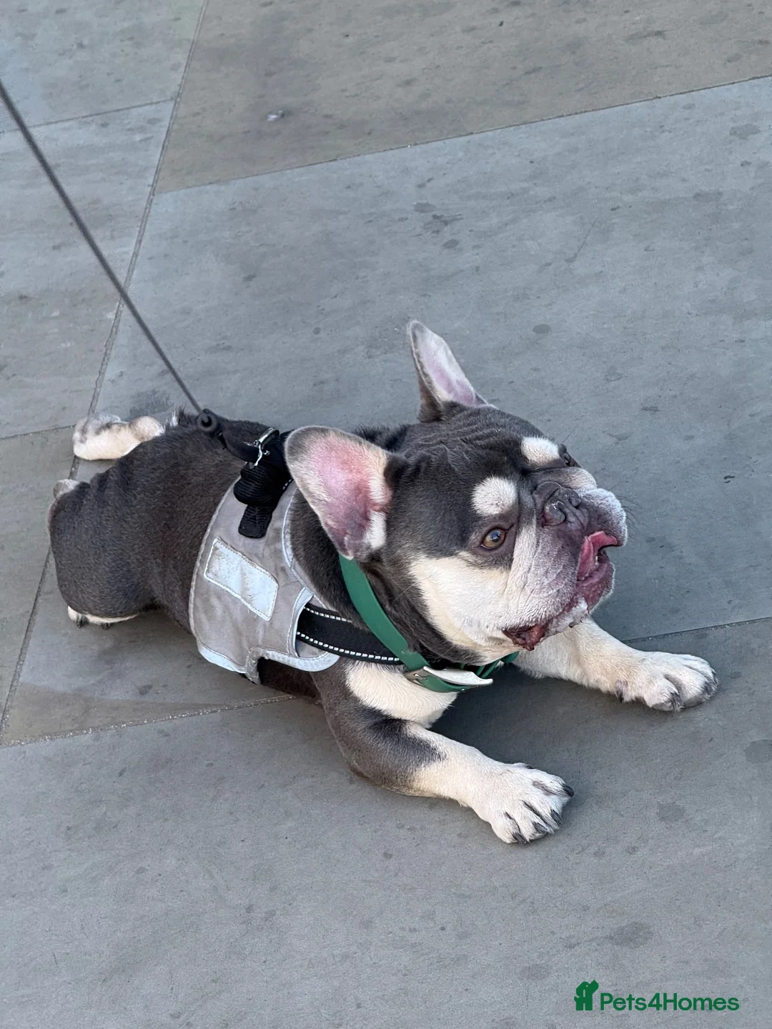French Bulldog dogs for stud: Lilac tan boy for stud - Advert 1