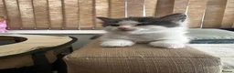 Ragdoll cats for sale: 🐾 5 Beautiful Ragdoll Cross Kittens 🐾 in Southampton - Advert 18