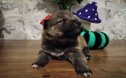 Japanese Shiba Inu dogs for sale: Well bred Japanese shiba inu puppies  - Image 17