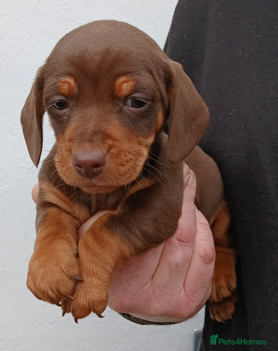 Dachshund dogs for sale: Ready to leave Beautiful dachshund puppies  - Advert 7