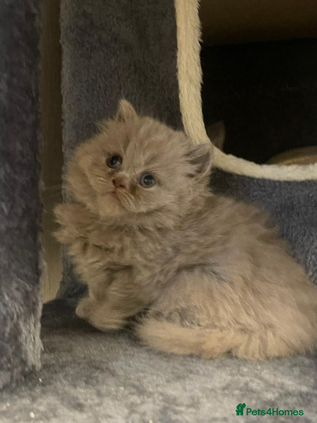 British Shorthair cats for sale: Purebred  British Shorthair Kittens - Advert 22