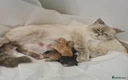 British Shorthair cats for sale: Cute british-shorthair kittens  - Image 13