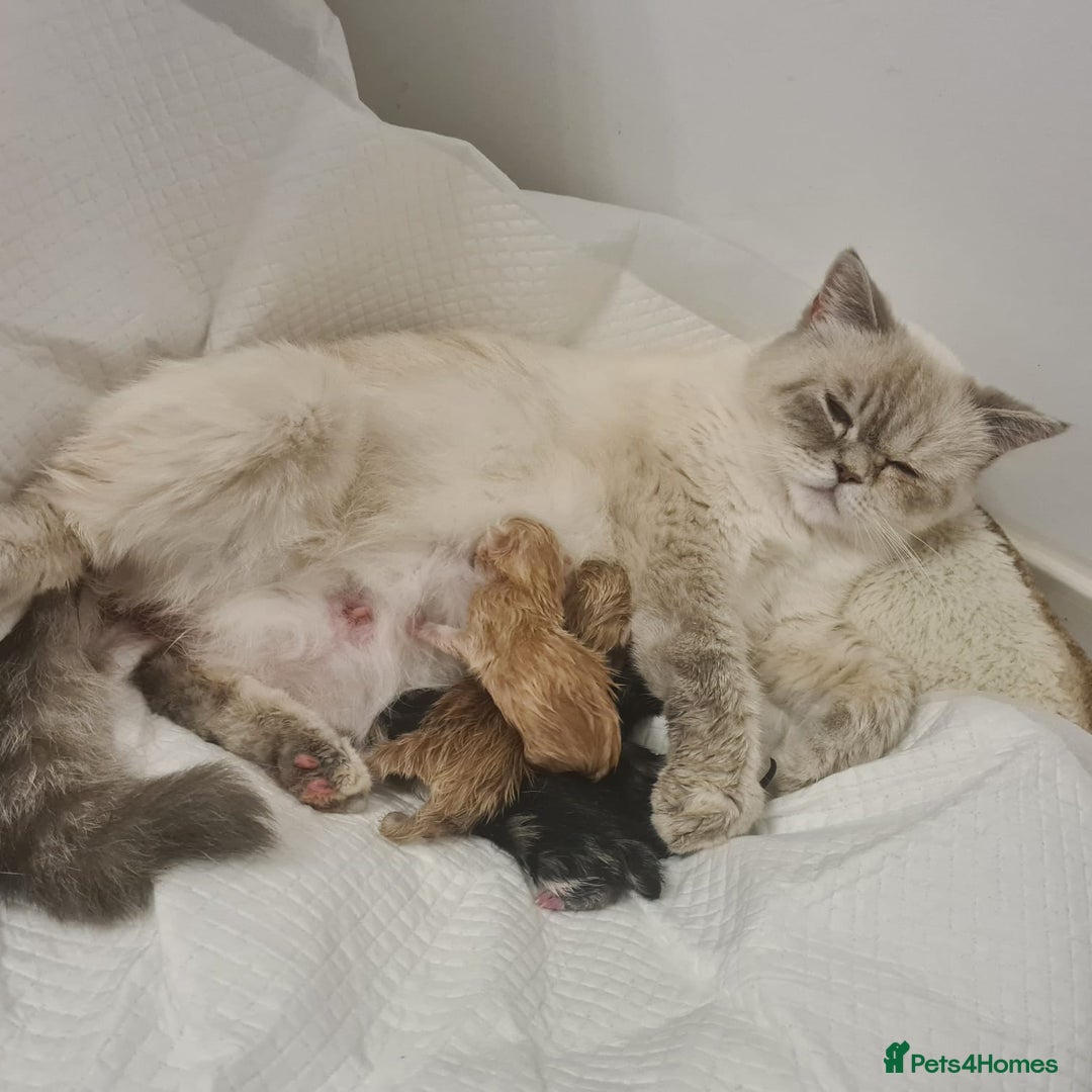 British Shorthair cats for sale: Cute british-shorthair kittens  - Image 13