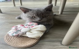British Shorthair cats for sale: 4 Adorable Kittens are looking for new homes  - Image 14