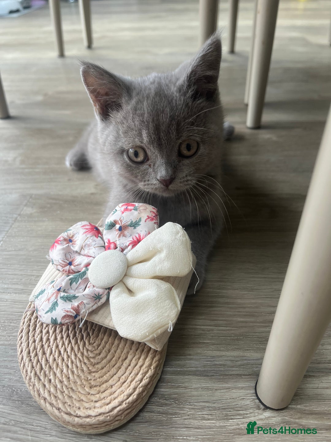 British Shorthair cats for sale: 4 Adorable Kittens are looking for new homes  - Image 14