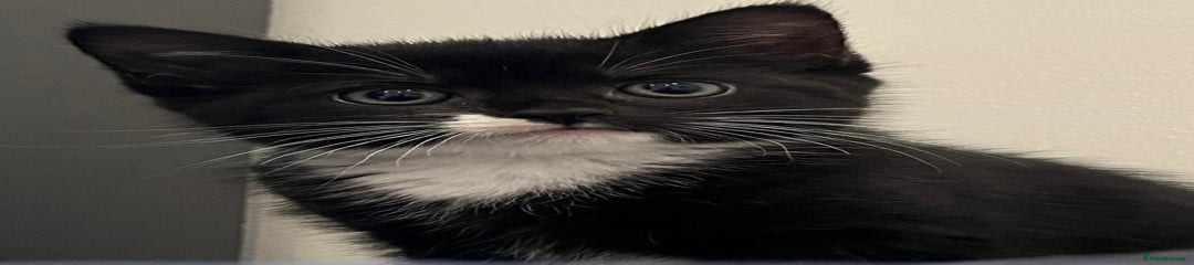 Half Persian Kitten 3
